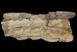 Unprepared Hadrosaur (Edmontosaur) Femur Section #120063-1
